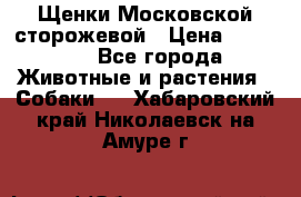 Щенки Московской сторожевой › Цена ­ 35 000 - Все города Животные и растения » Собаки   . Хабаровский край,Николаевск-на-Амуре г.